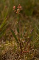 Sheep's sorrel.