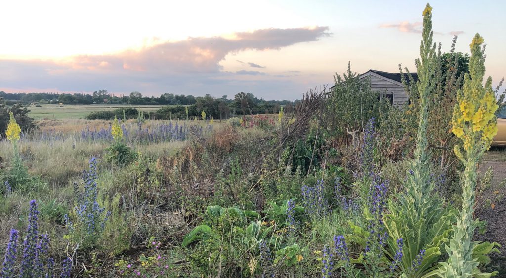 Mullein and other plants at Shingle Street