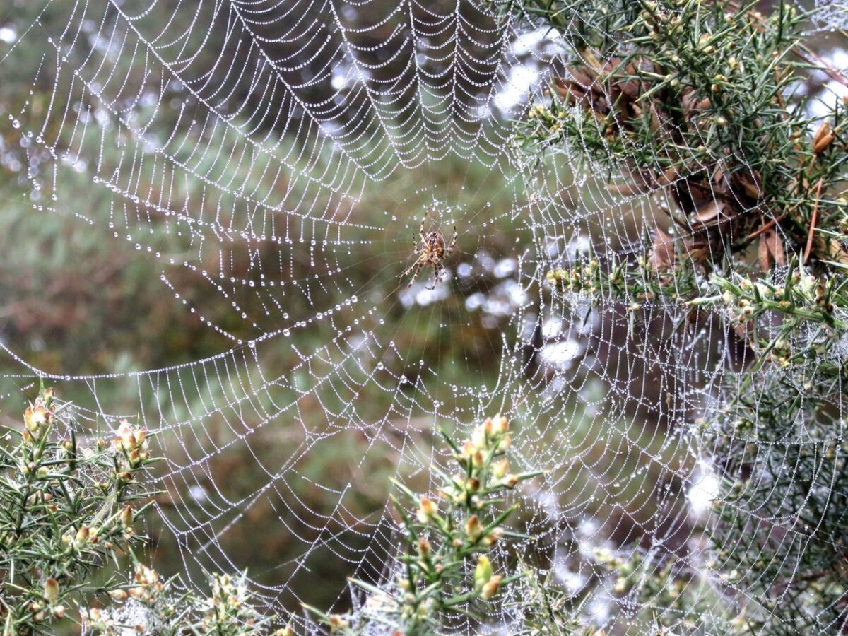 Orb web spider