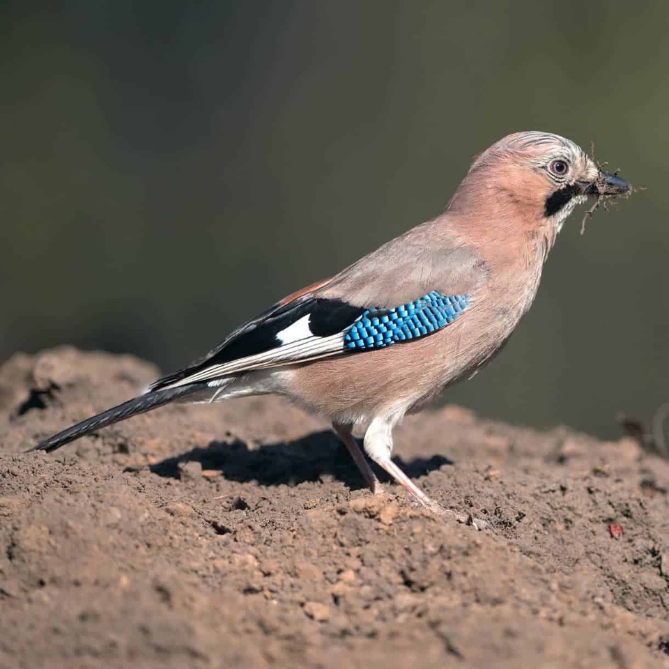 A jay