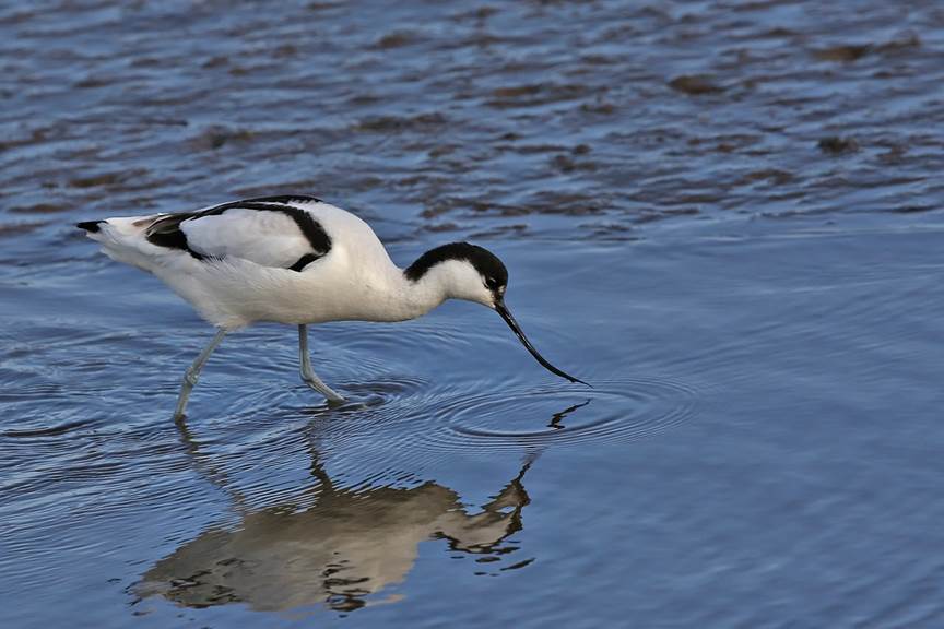 An avocet